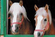 Img_Haflinger