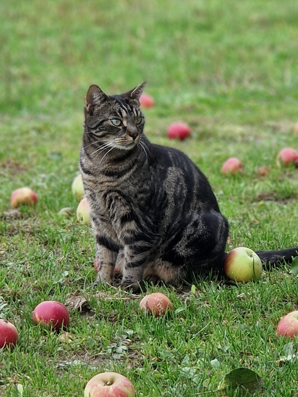 Hotel Waldmühle Katze